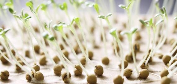 Внимание картофелеводов и овощеводов области!